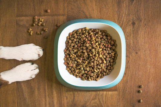 Pourquoi adopter une gamelle d’alimentation lente pour votre chien ou chat ?