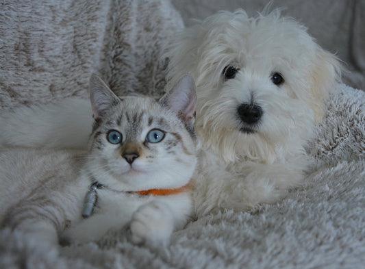 Comment bien choisir le bol de votre animal de compagnie ?